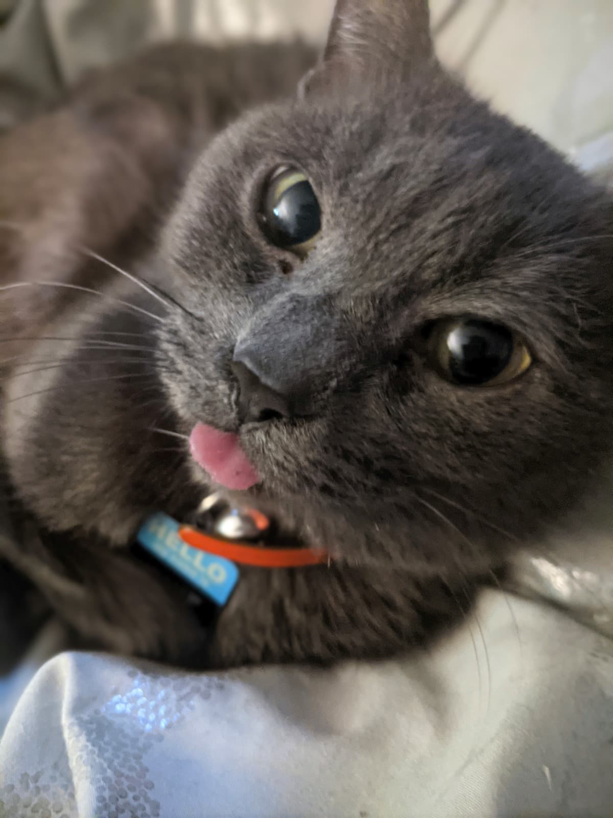 ACremationAndMemorialForBlue