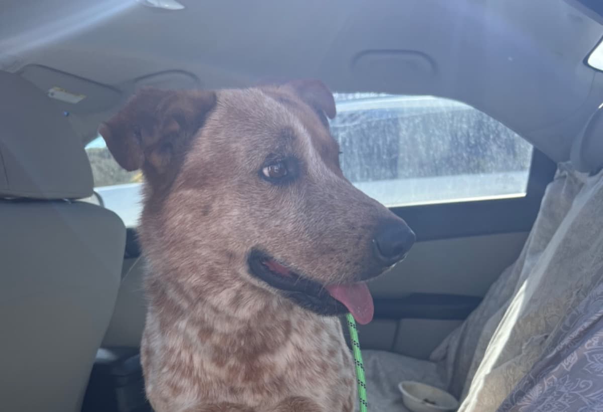 HelpTobyGetBackOnHisPaws