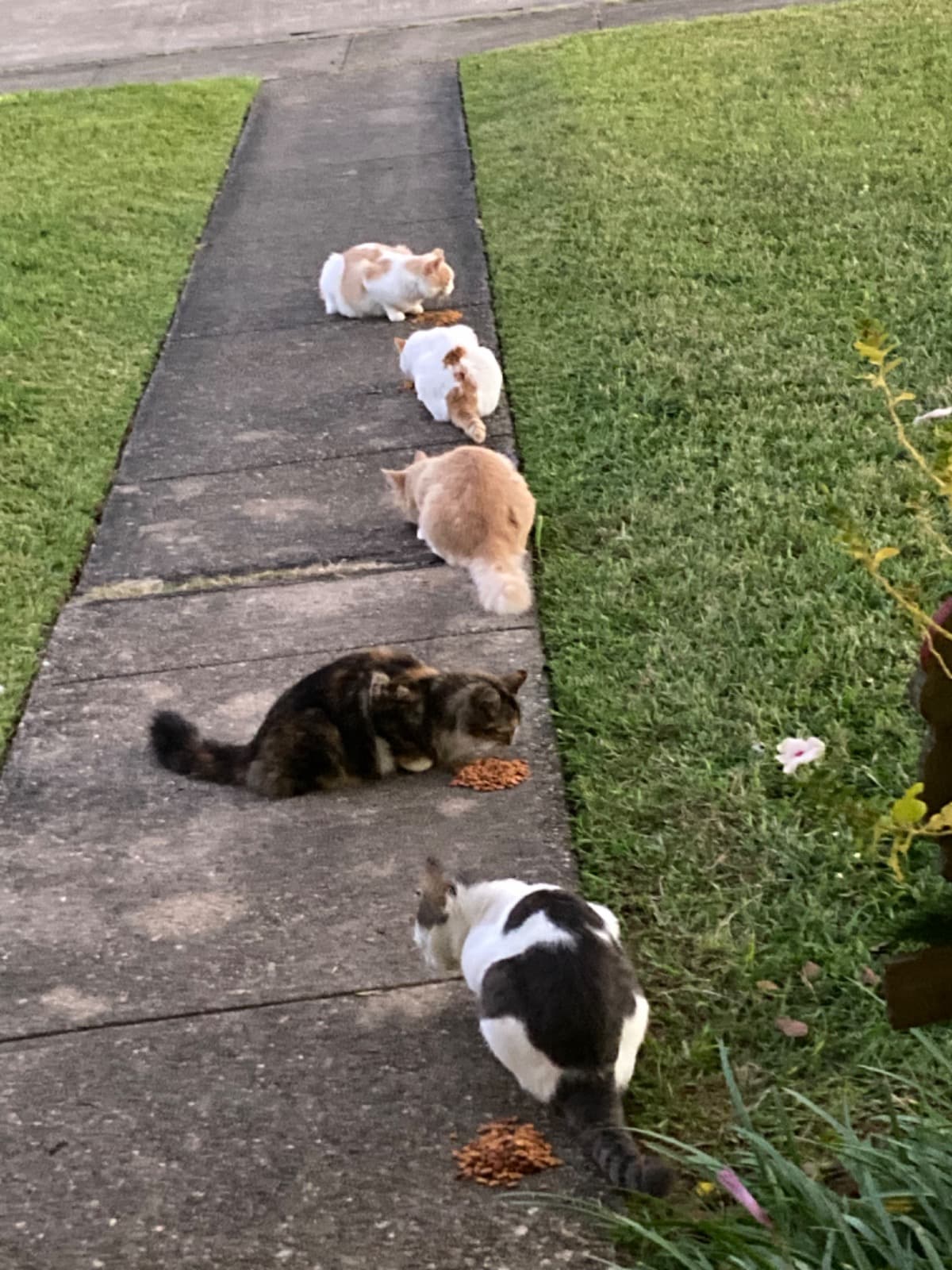 PleaseHelpMeSaveMyCats