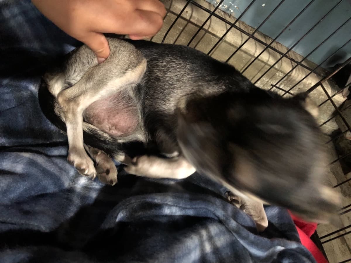 HerniaOnMyDogStomach
