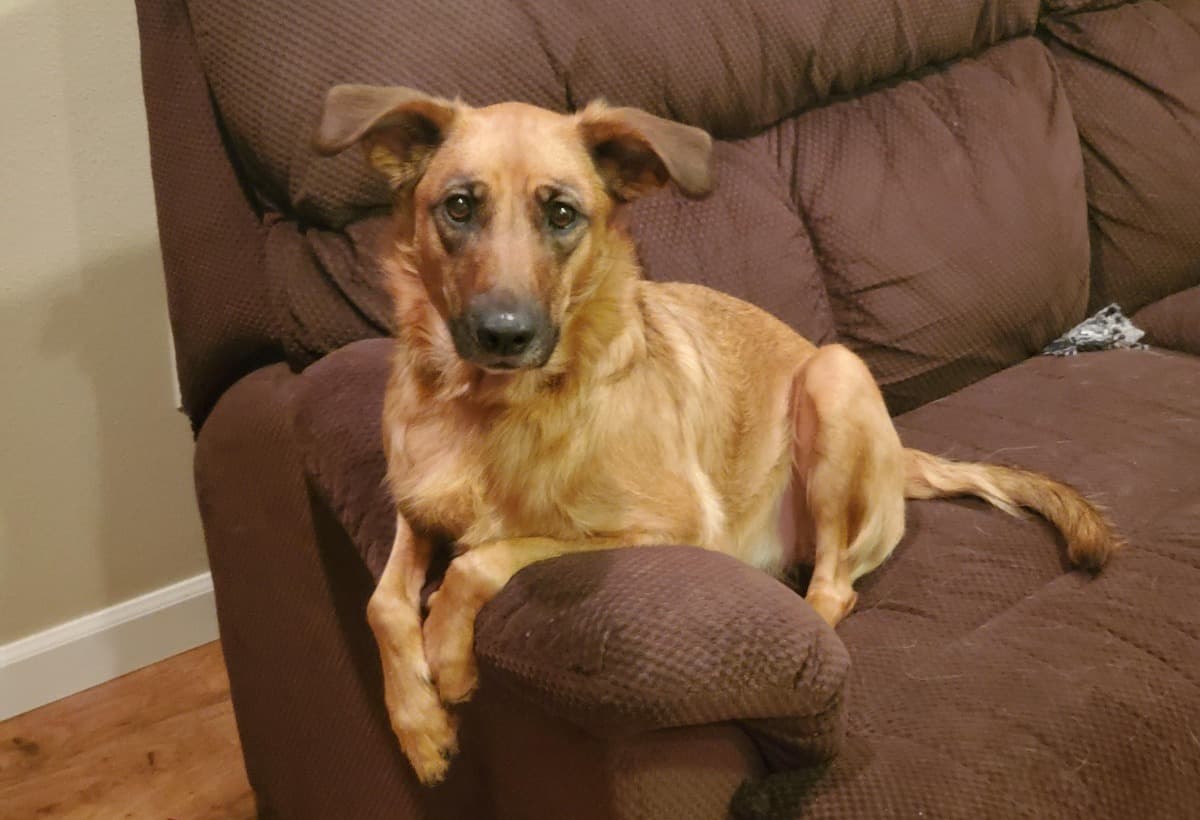 SparklesNeedsSurgery