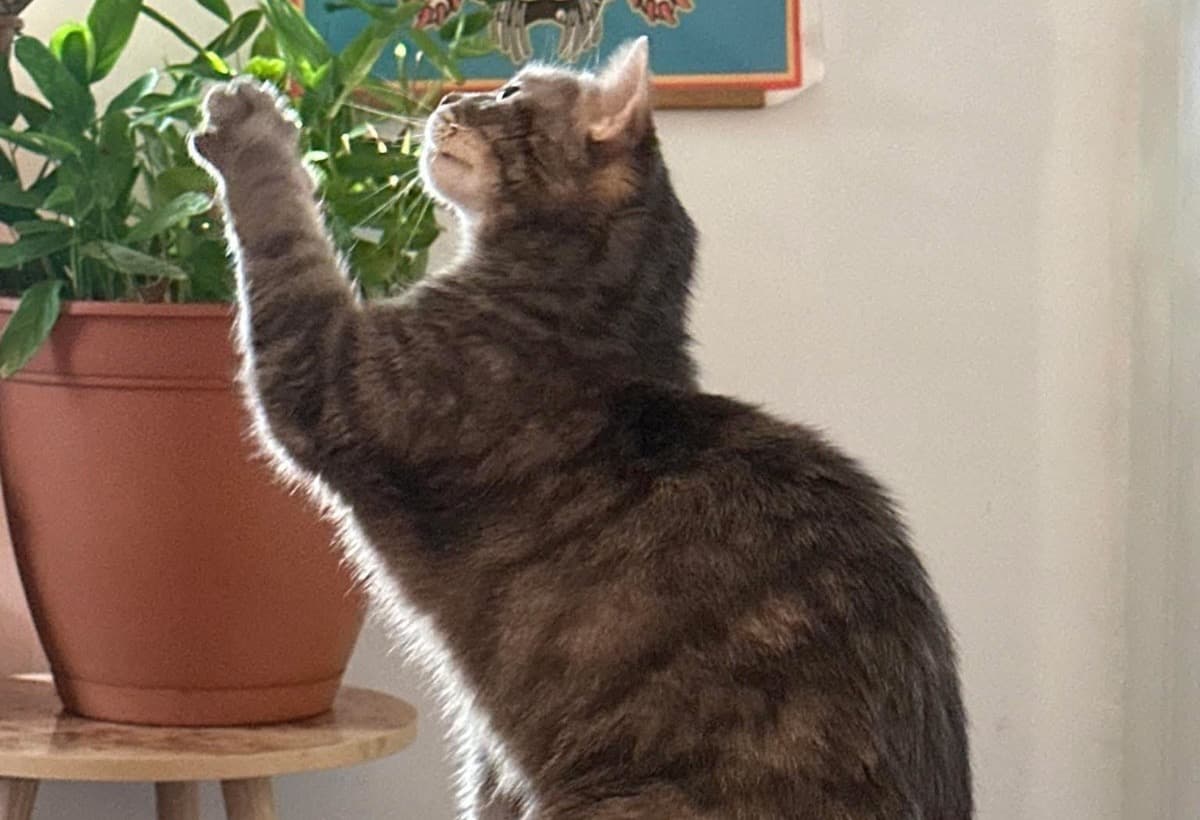 MemorialForCannonball