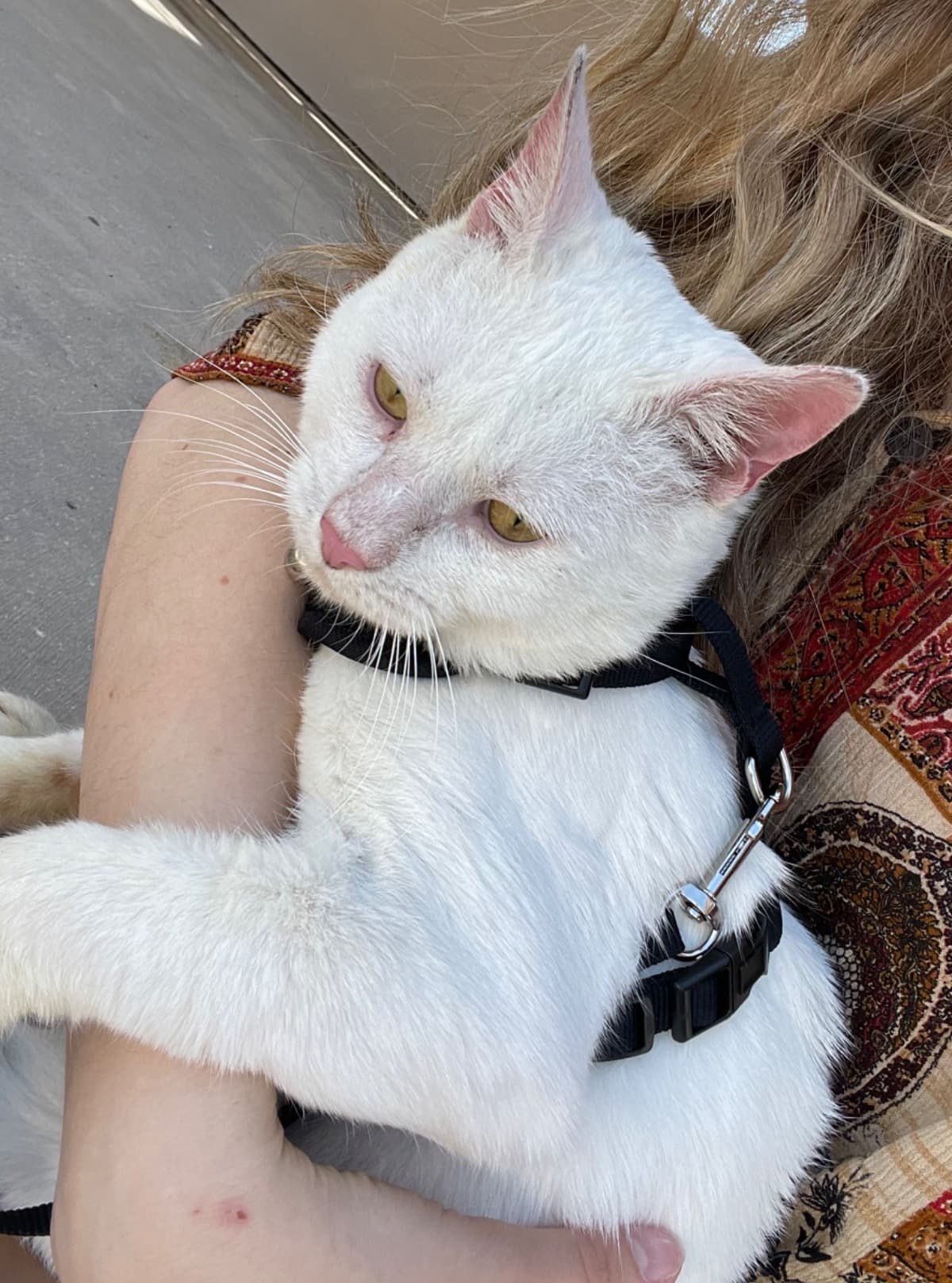 CatVetBill
