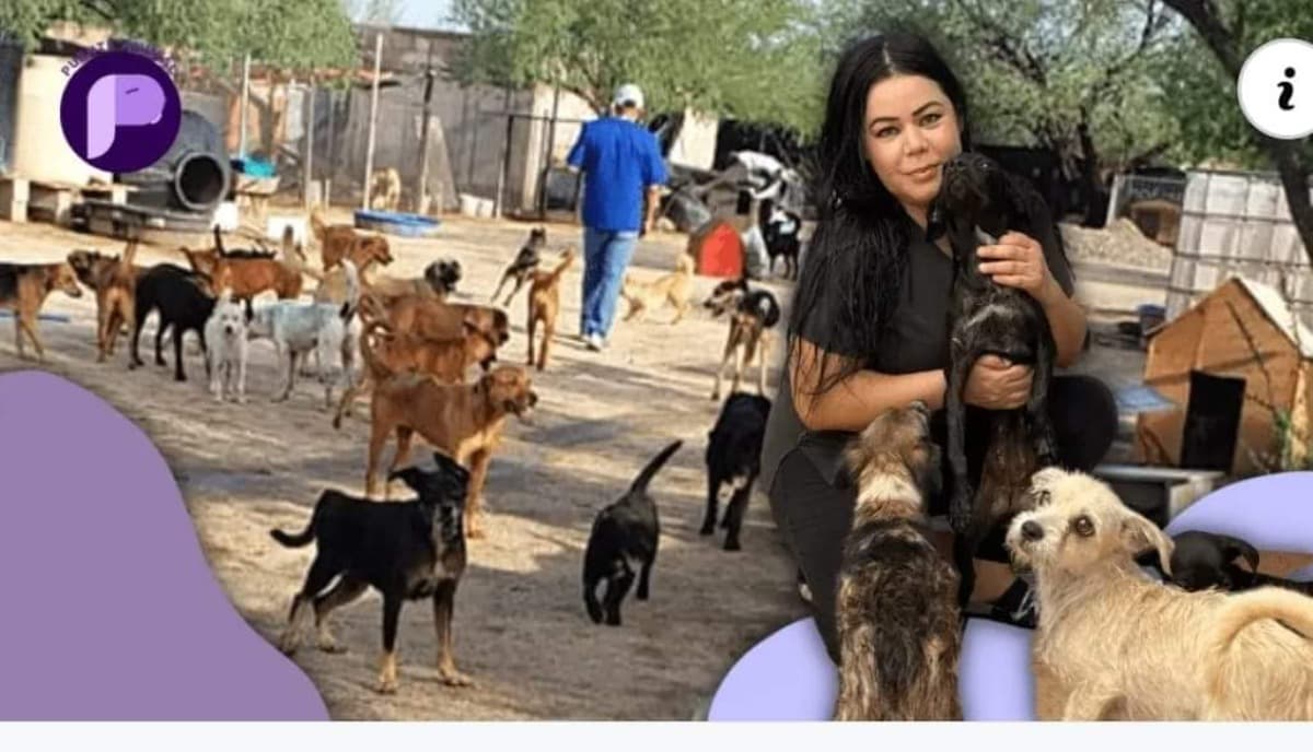 HelpFeedTheDogsAtLittleBones