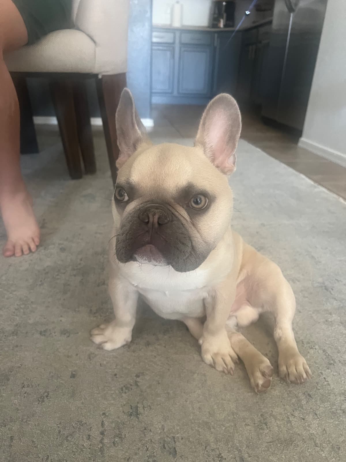 HelpMyFrenchie