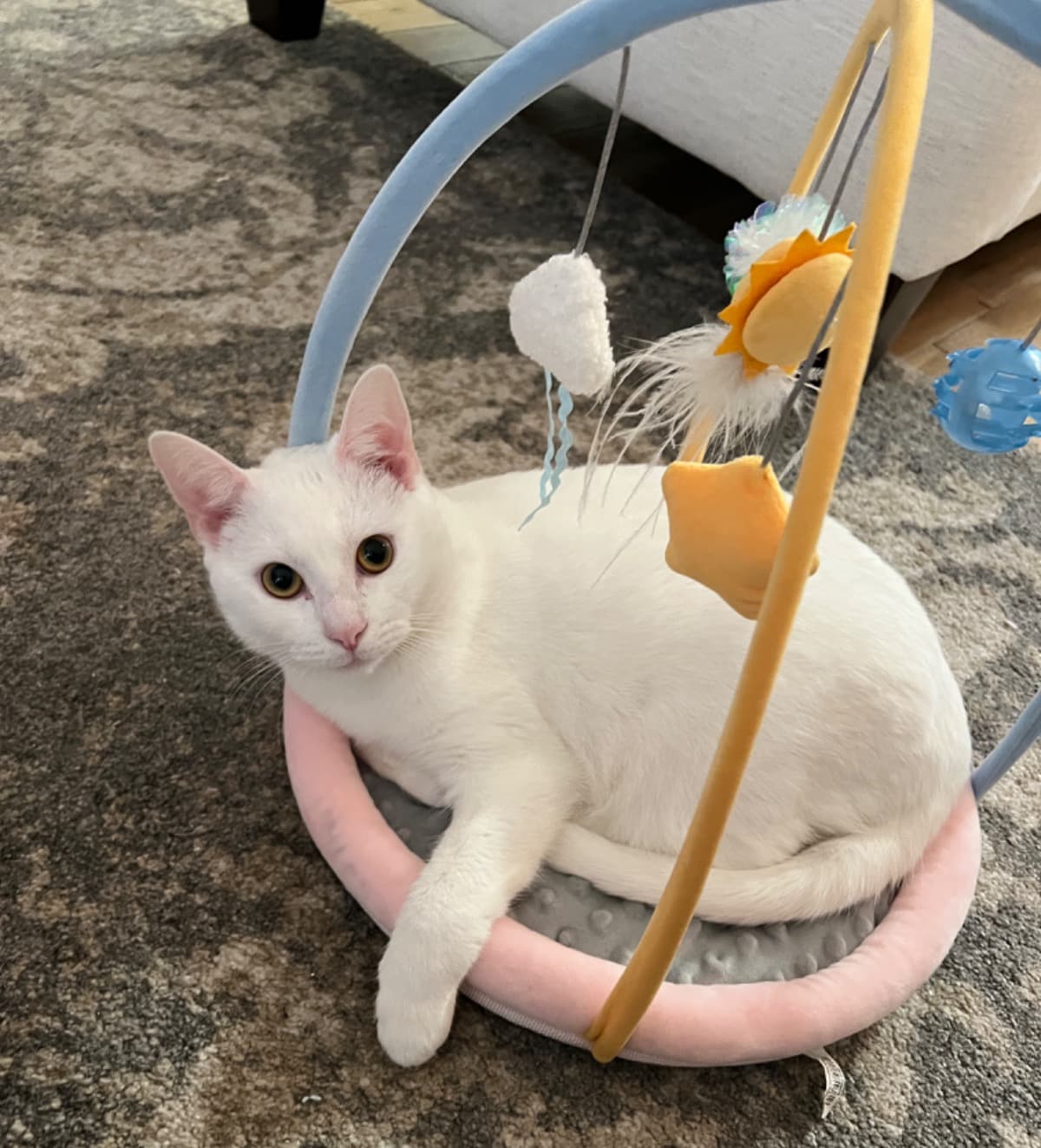 HelpOurLittleRomi