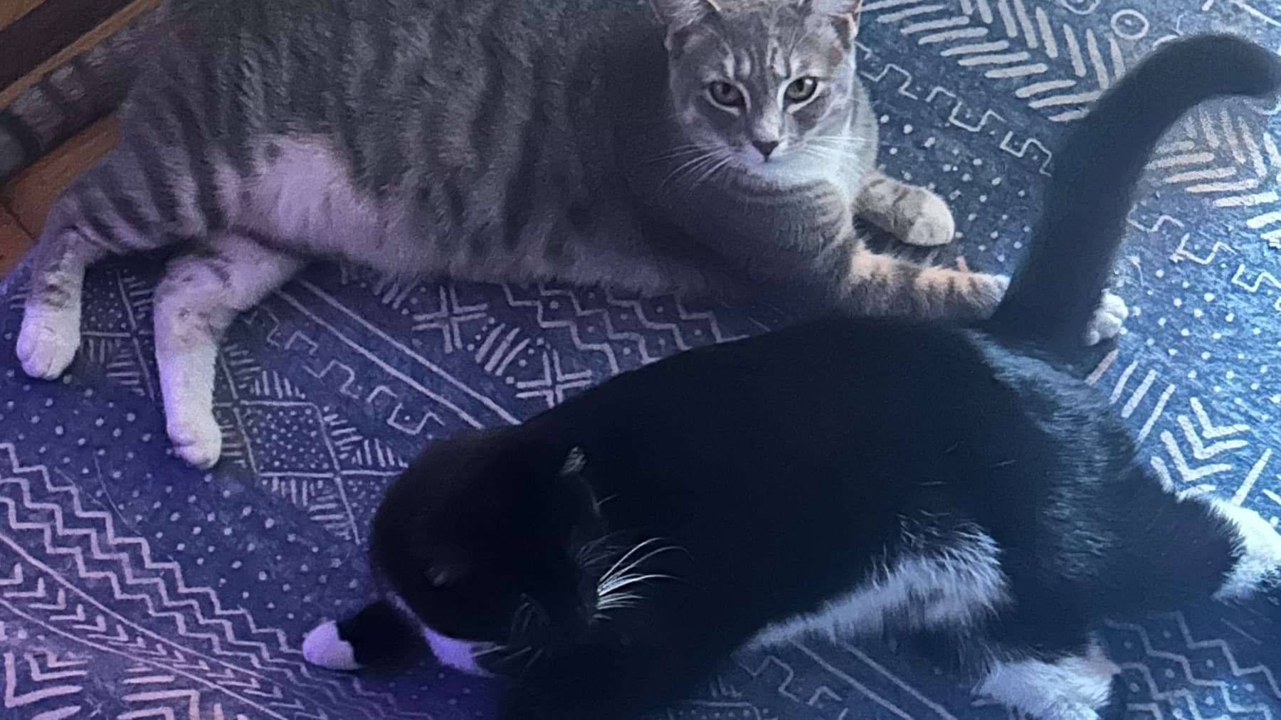 KeepFurFamilyTogether