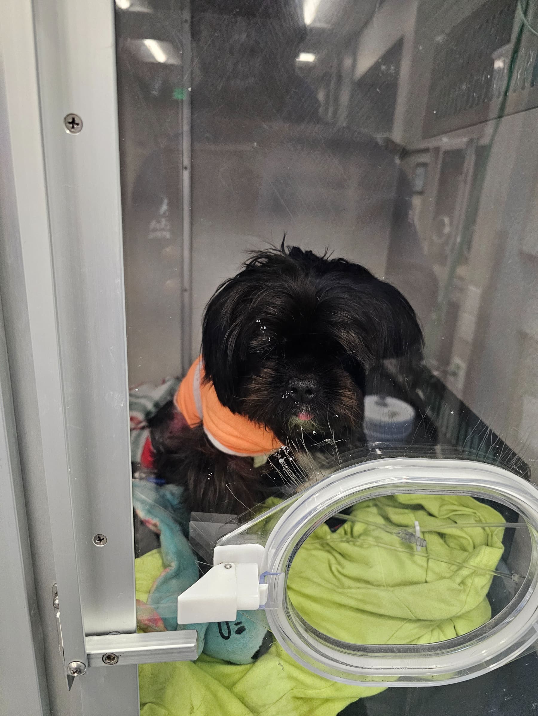 SurgeryForChewie