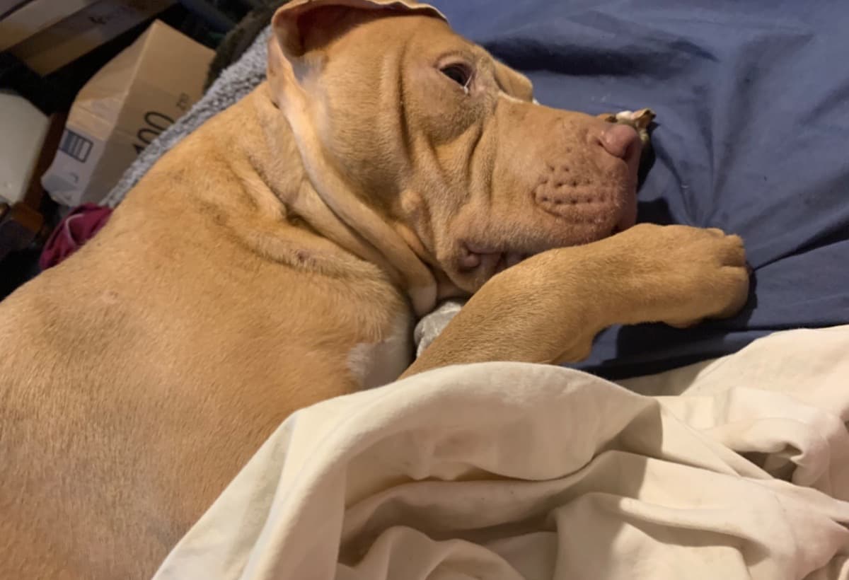 AppolloEmergencySurgery