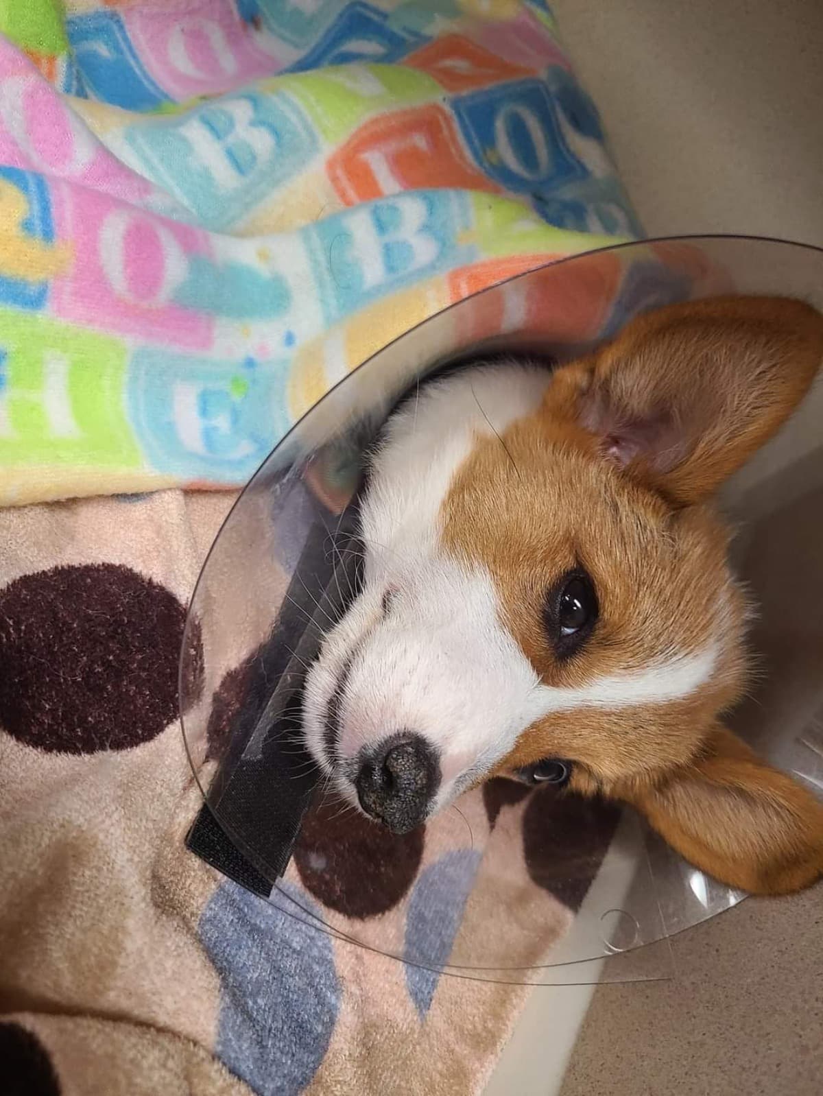 SaveDaisyMae