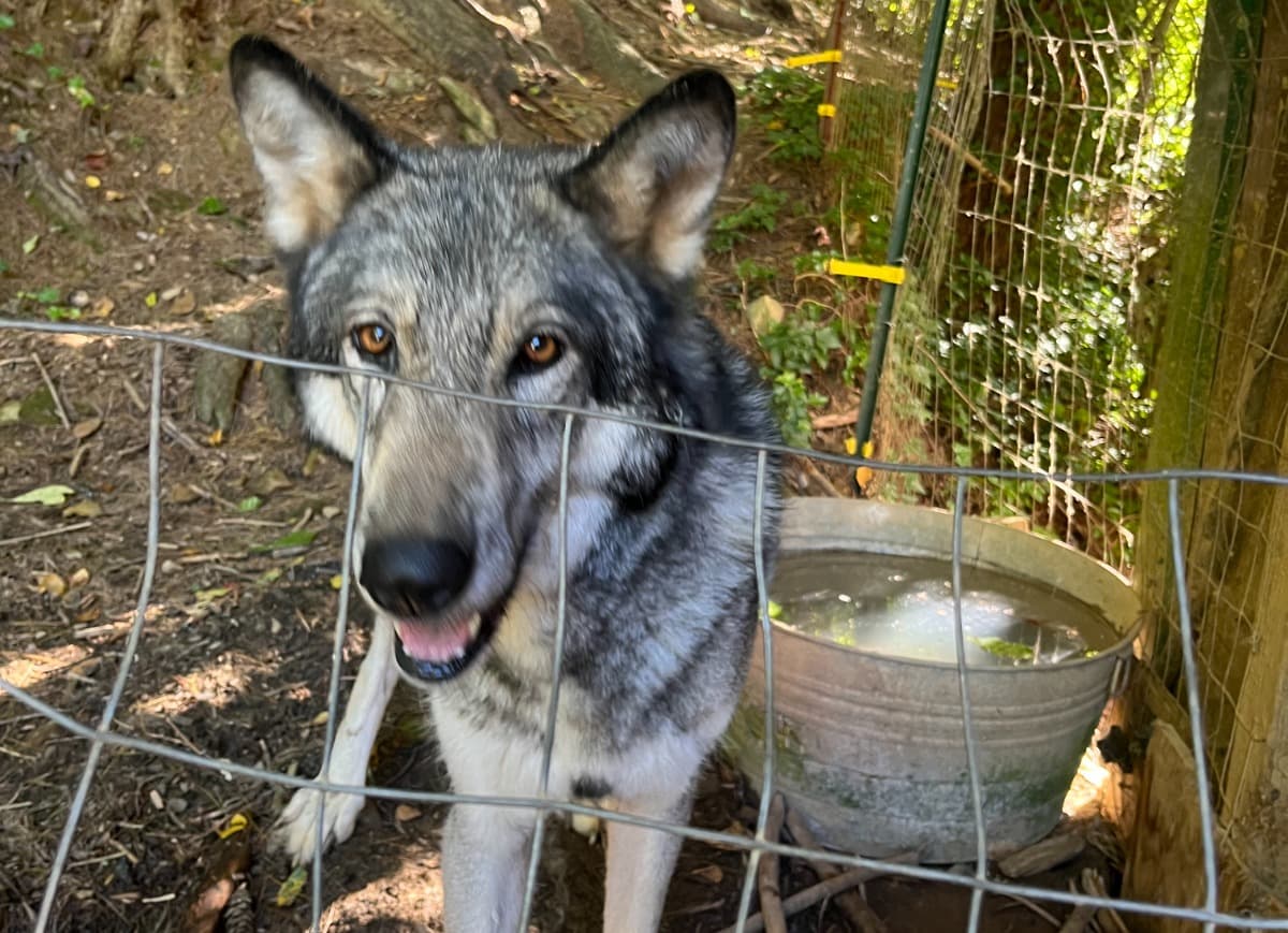 SmokyMountainWolfdog