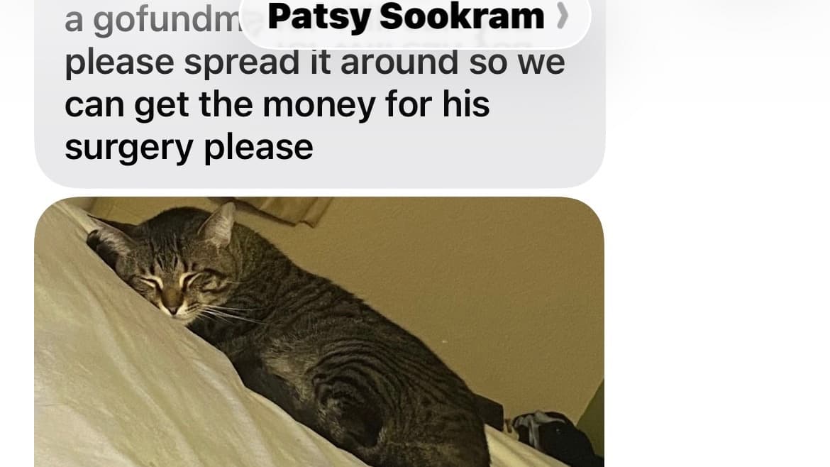 Emergency Surgery To Save Our Beloved Cat