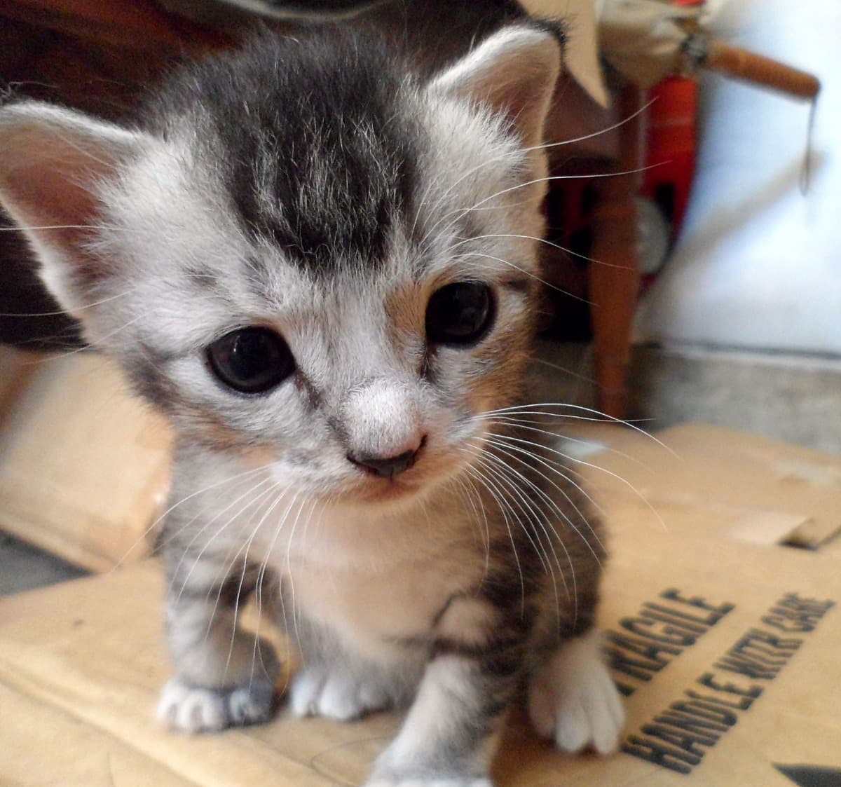 KittensSterilizationCampaign
