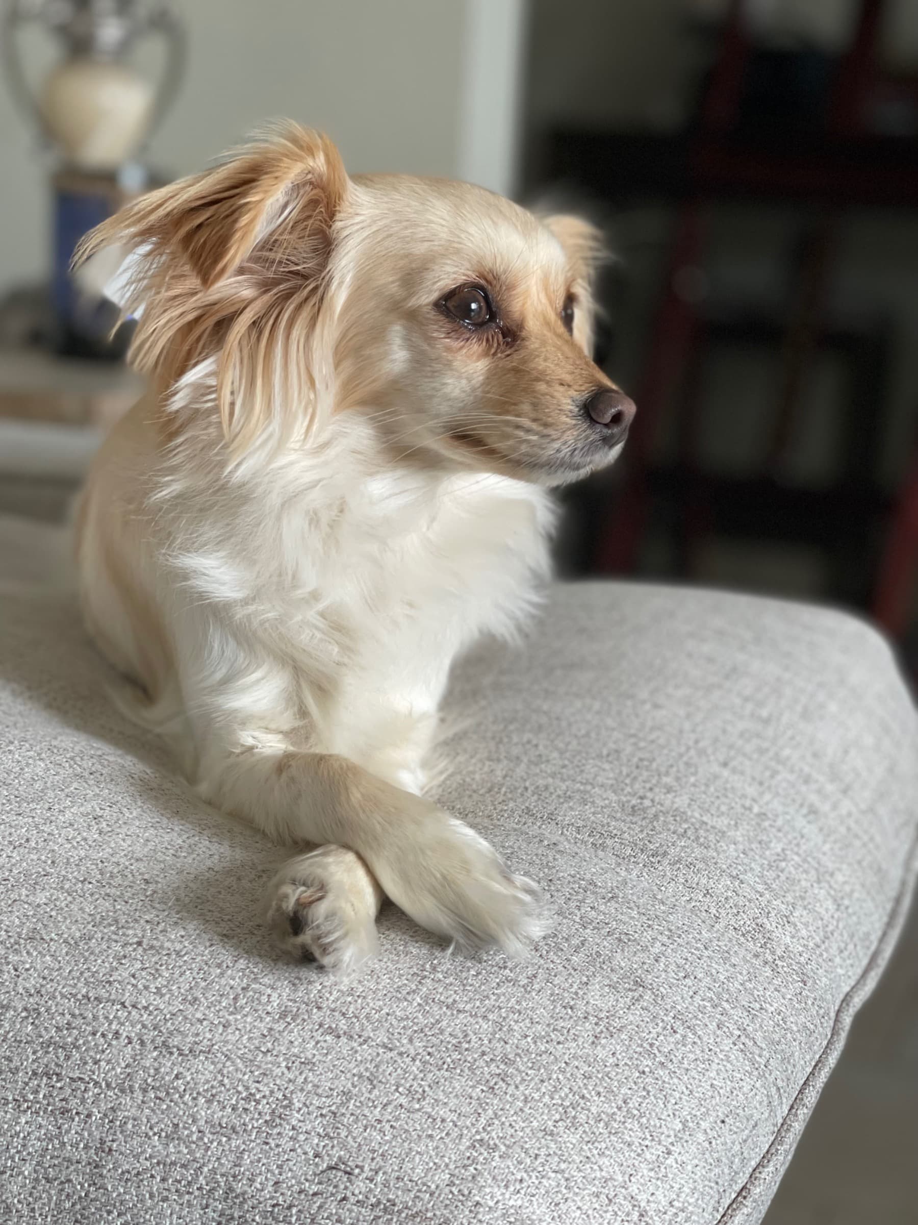 PenniesForPenny