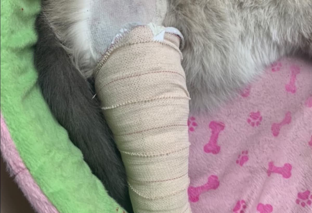 MyKittyHasABrokenLeg