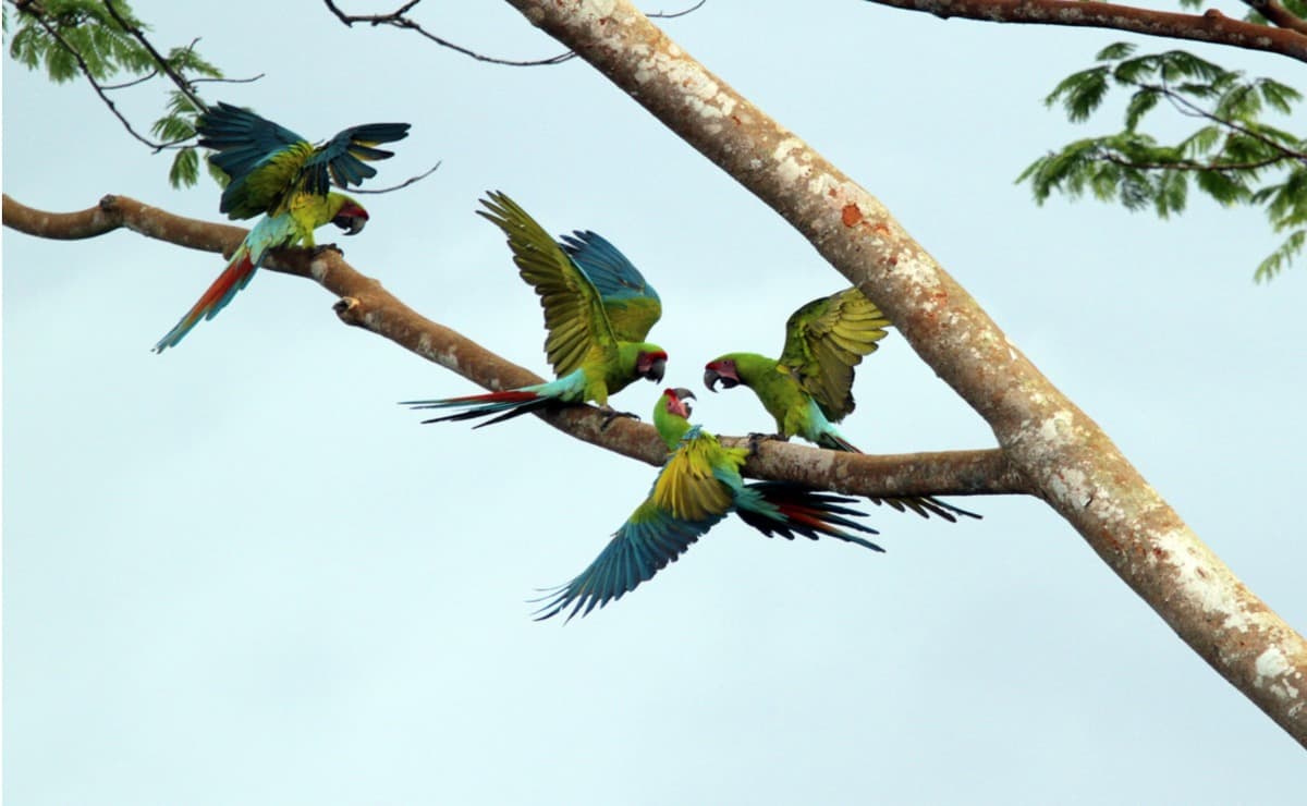 Saving Great Green Macaws