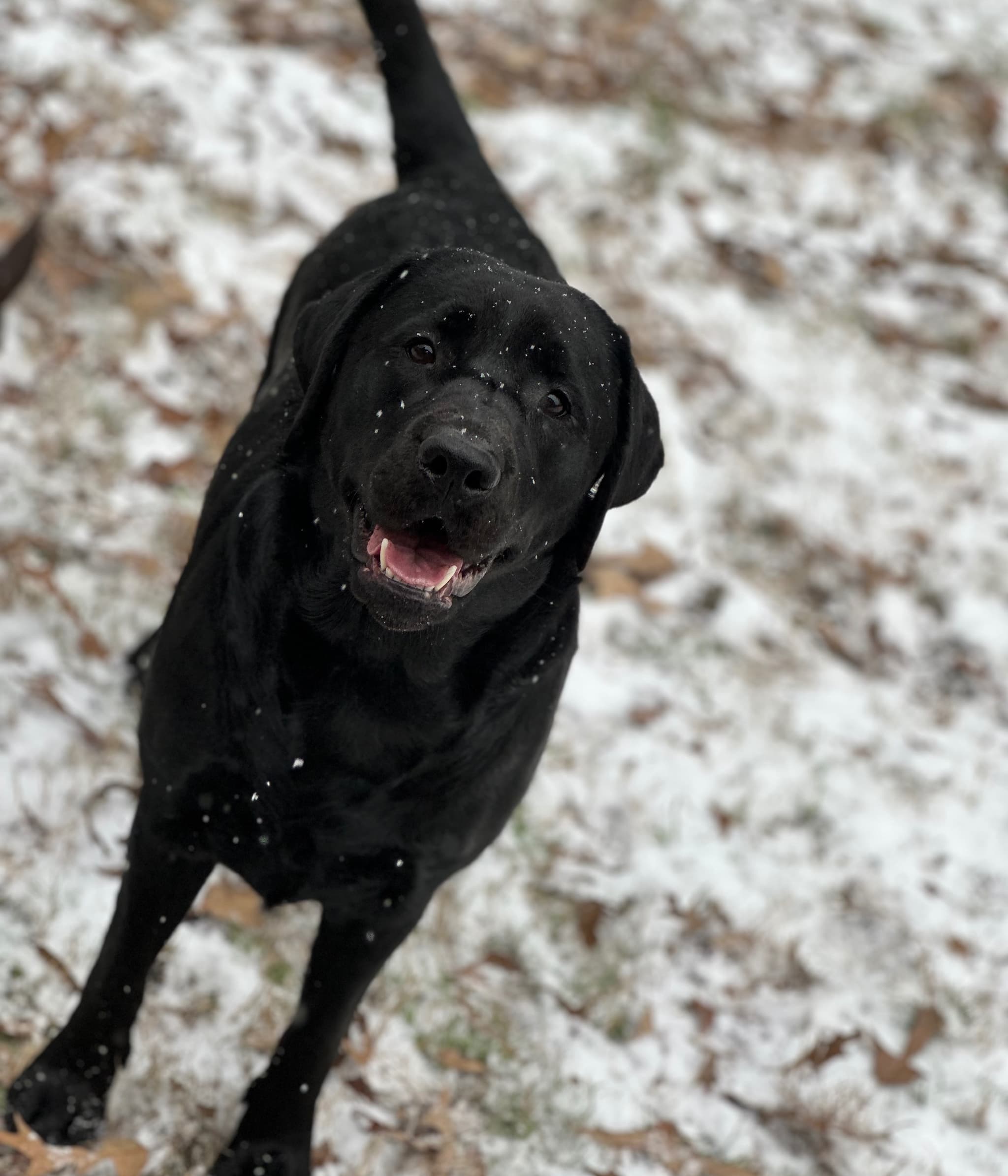 Sadie Rose's Surgery