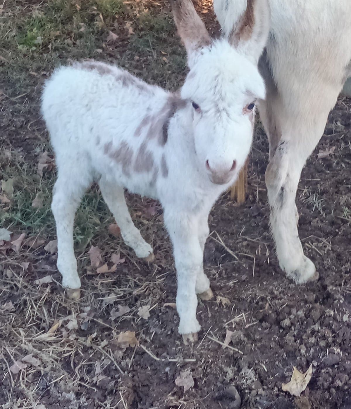 Help Tilly The Donkey Heal Her Broken Jaw
