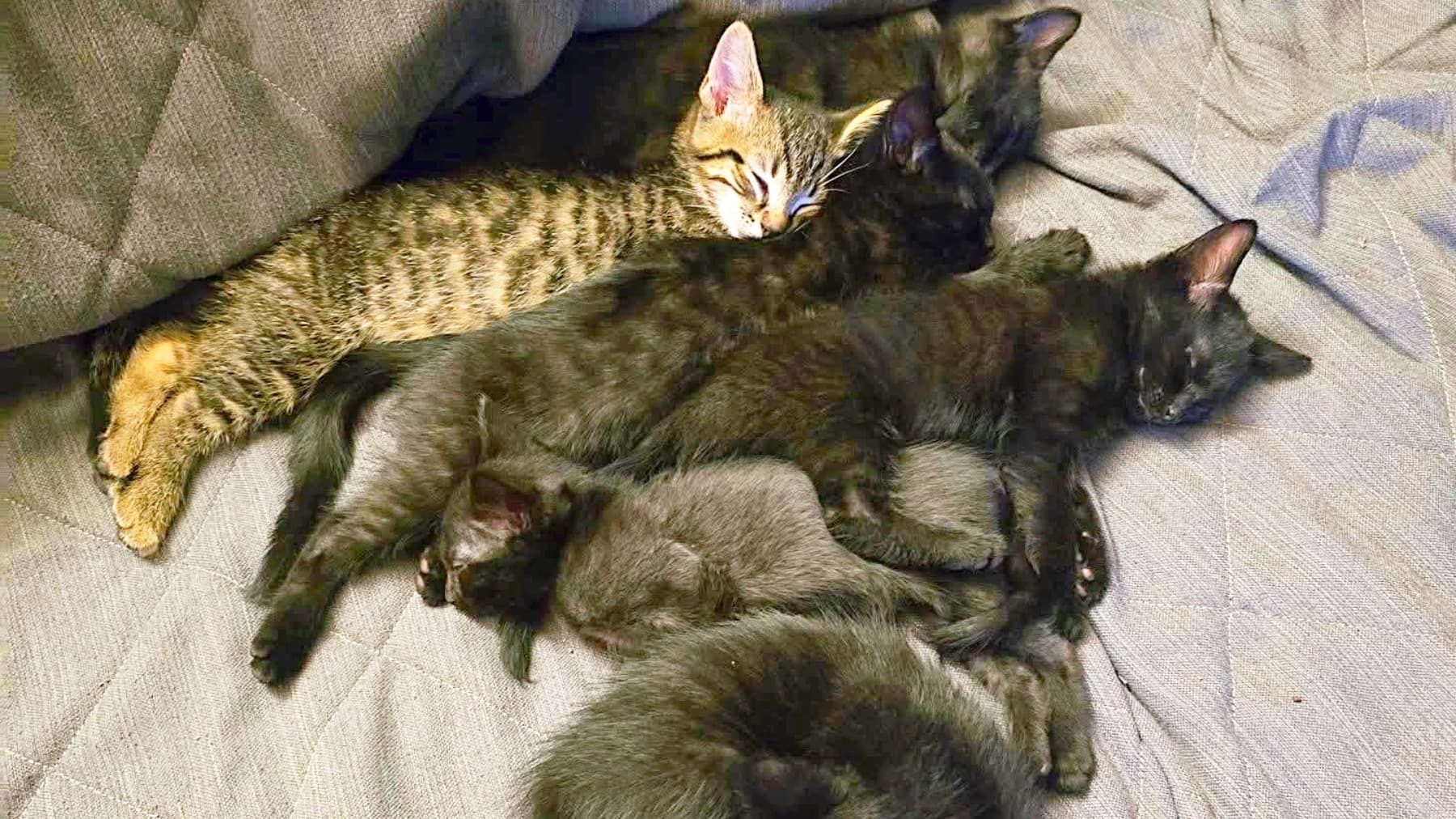 Help6KittensGetVetCare