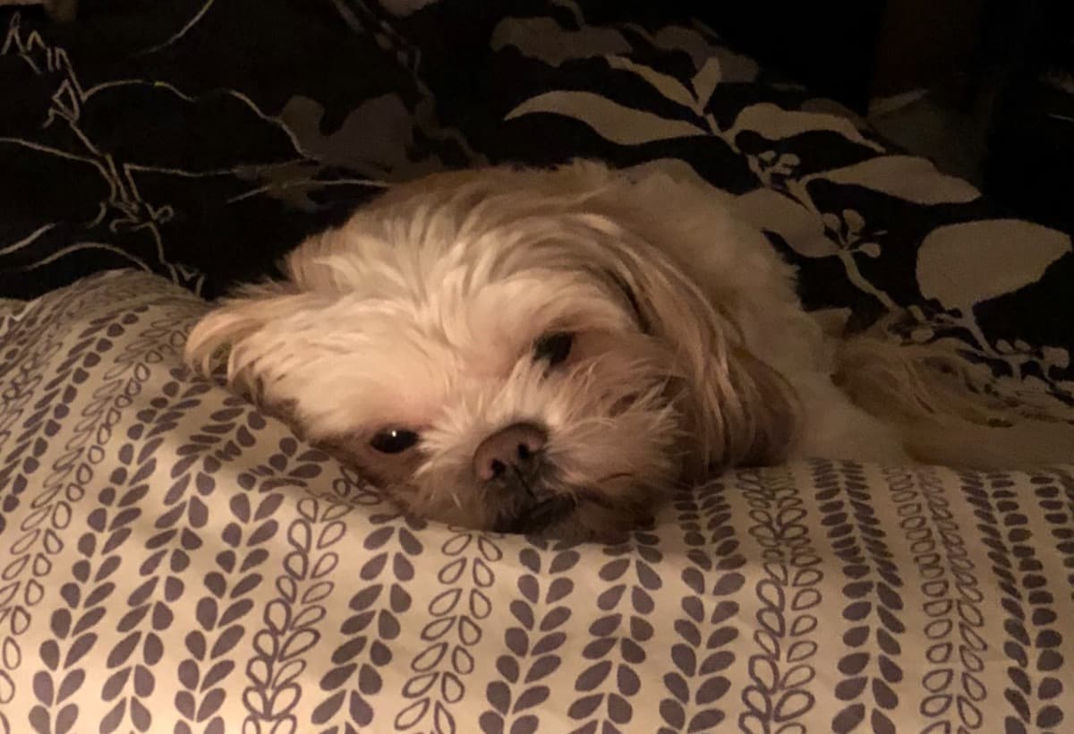 HelpMeGetMerkHisSurgery