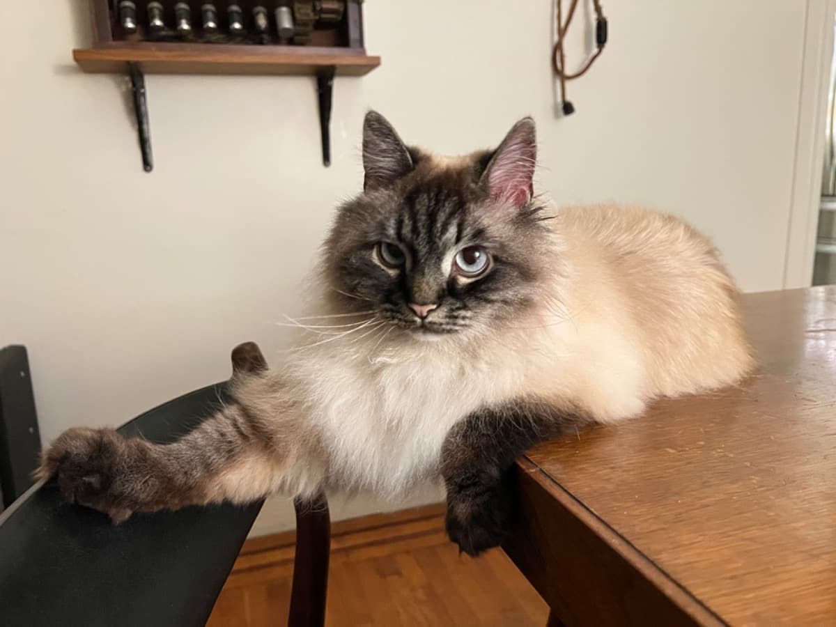 HelpTomPettyTheCat