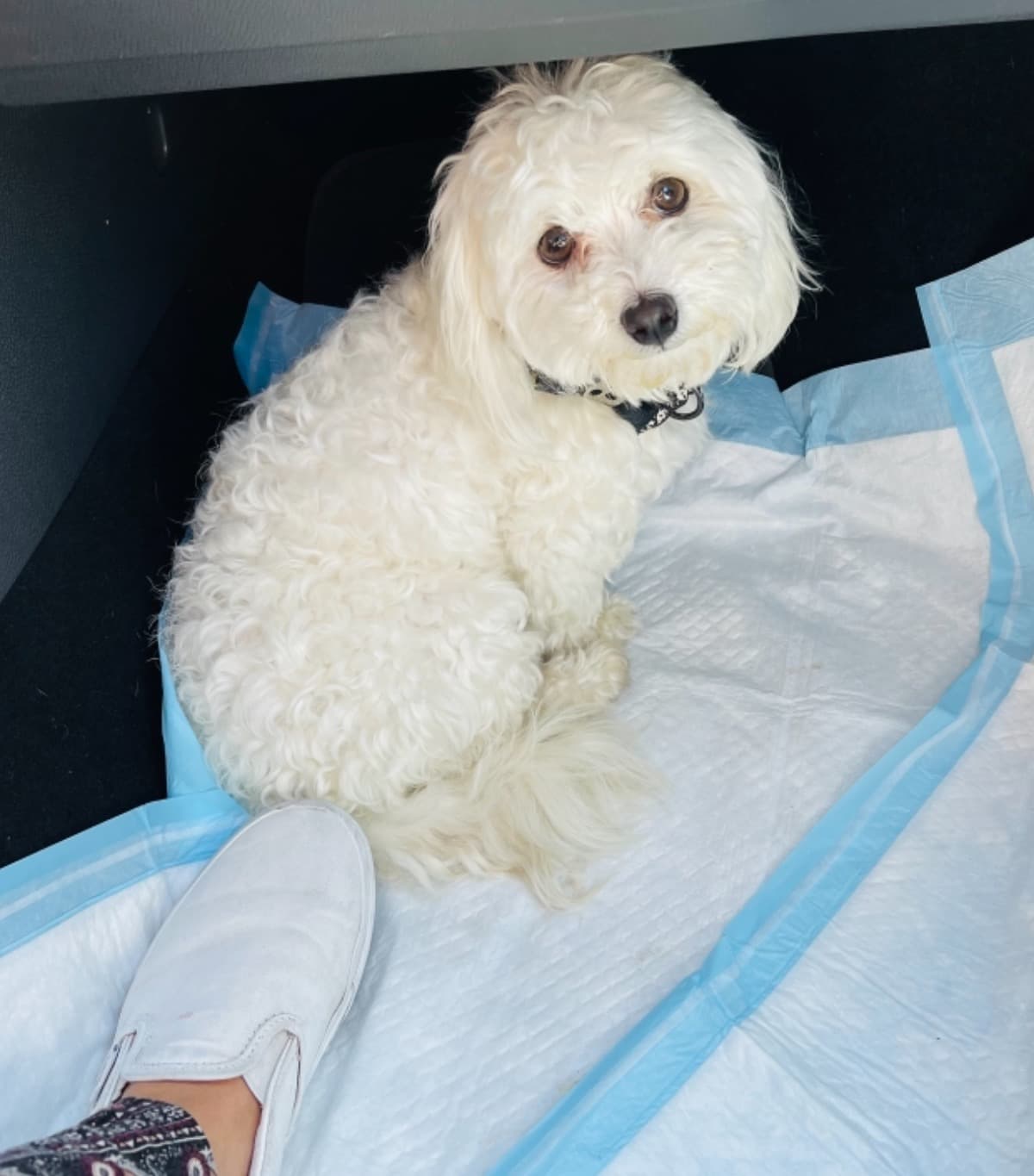 HelpTakeCareOfALostPuppy