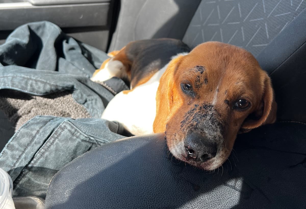 HelpAShotStrayGetHerLifeBack