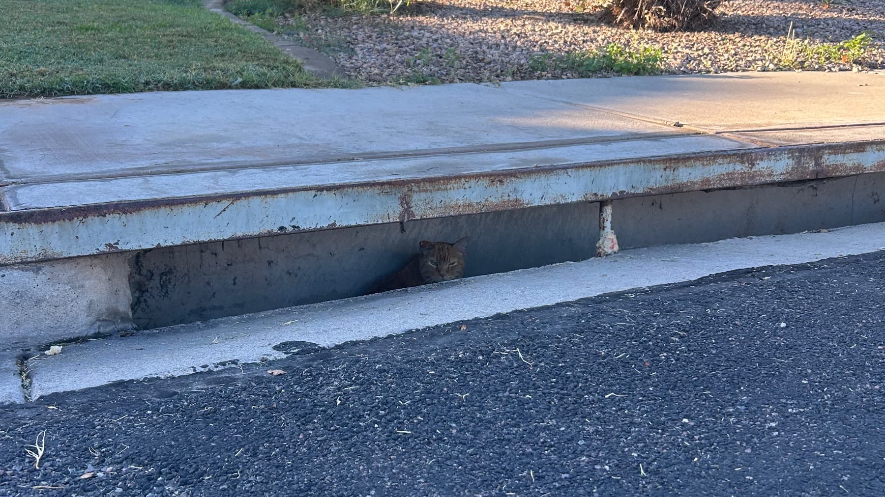 CareForSenior3LeggedStrayCat