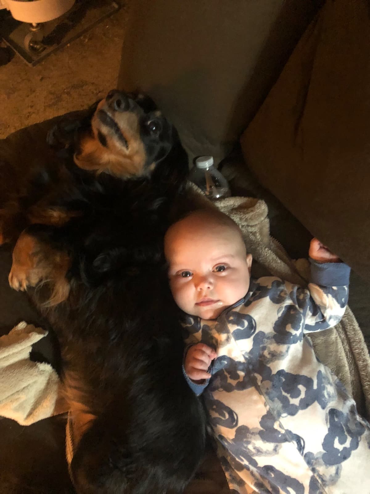 MyDogBlueLifesavingSurgery