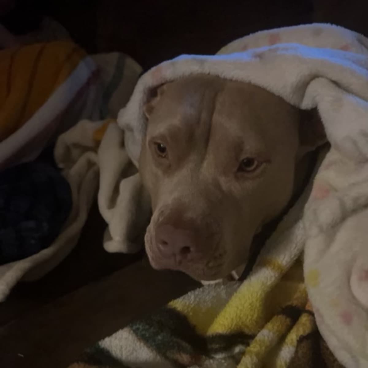MyDogNeedsSurgeryForCystsTW