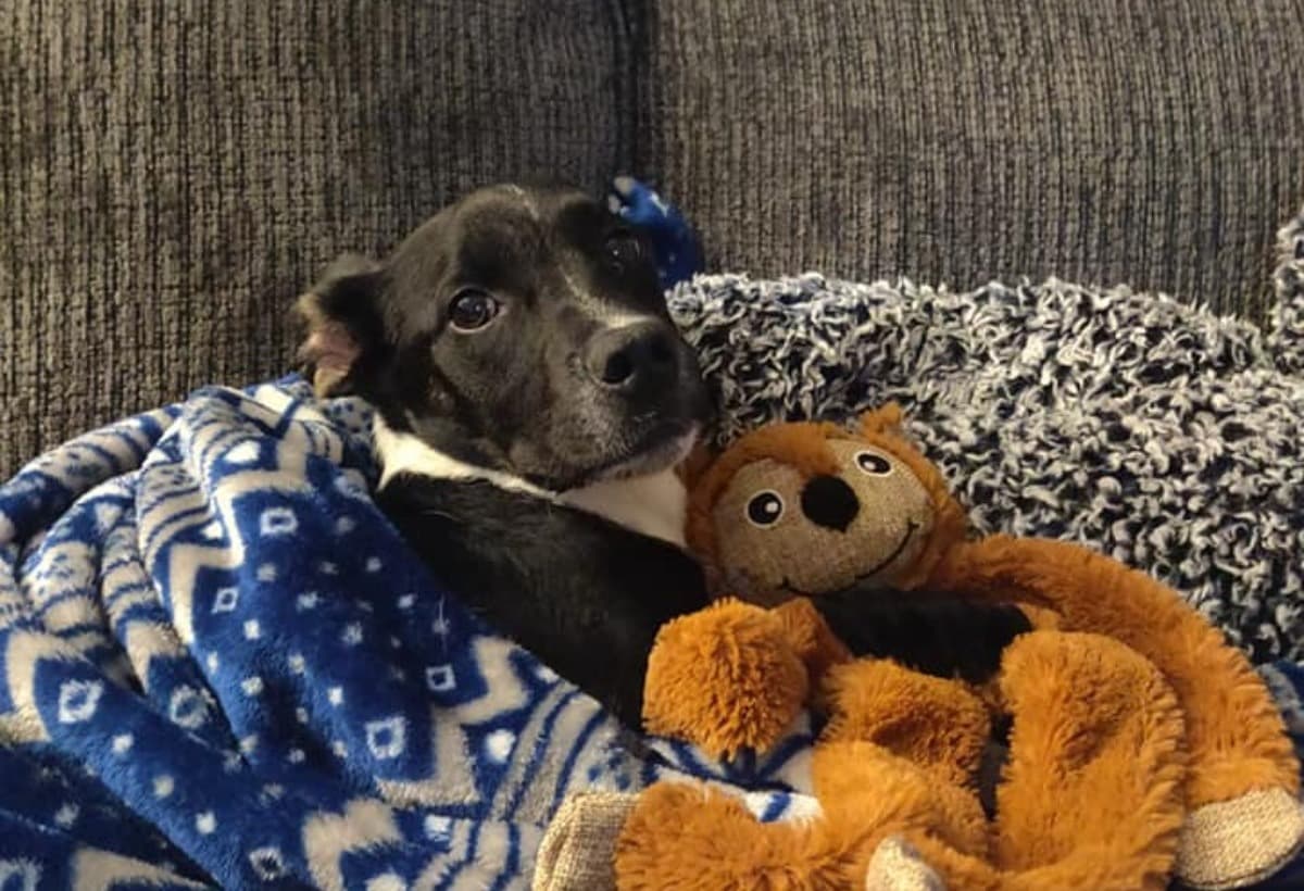 OurDogBoHospitalizationStay