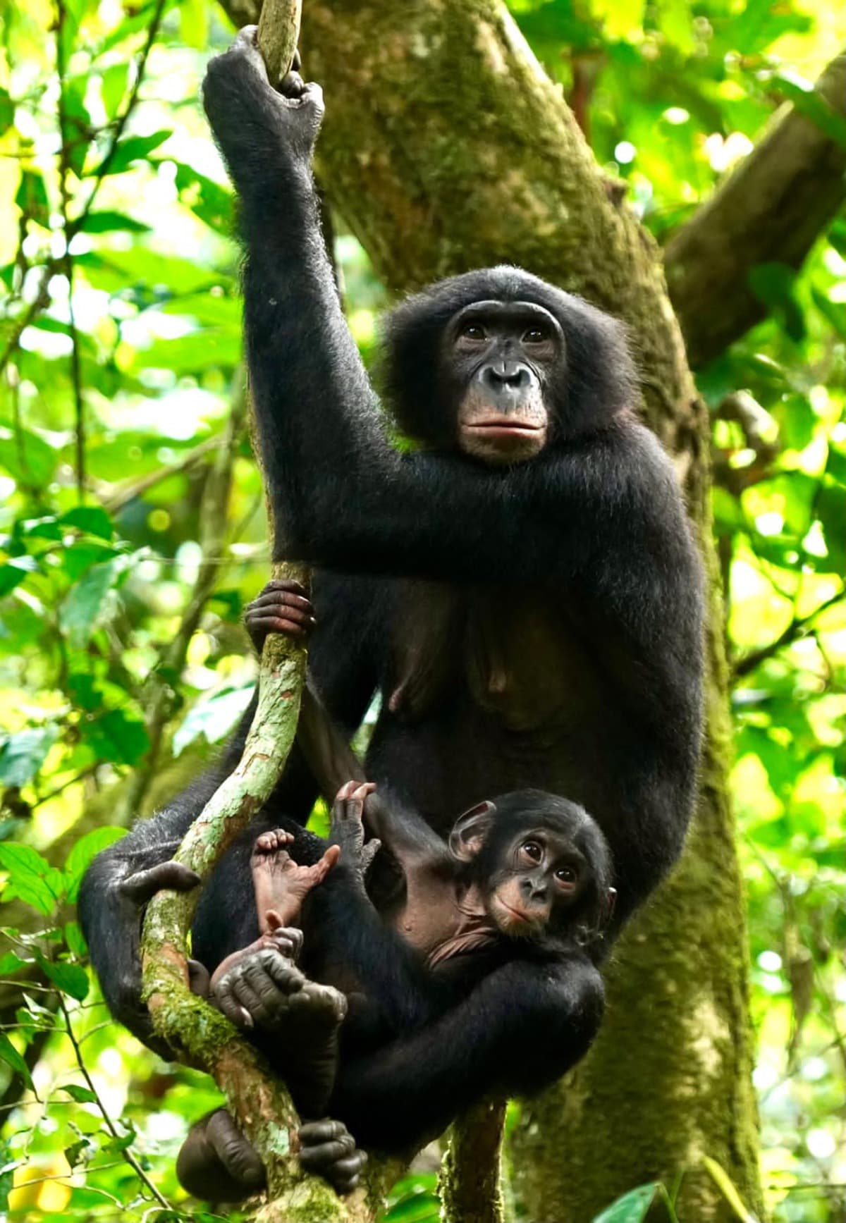 TheBonoboTrustKokolopori