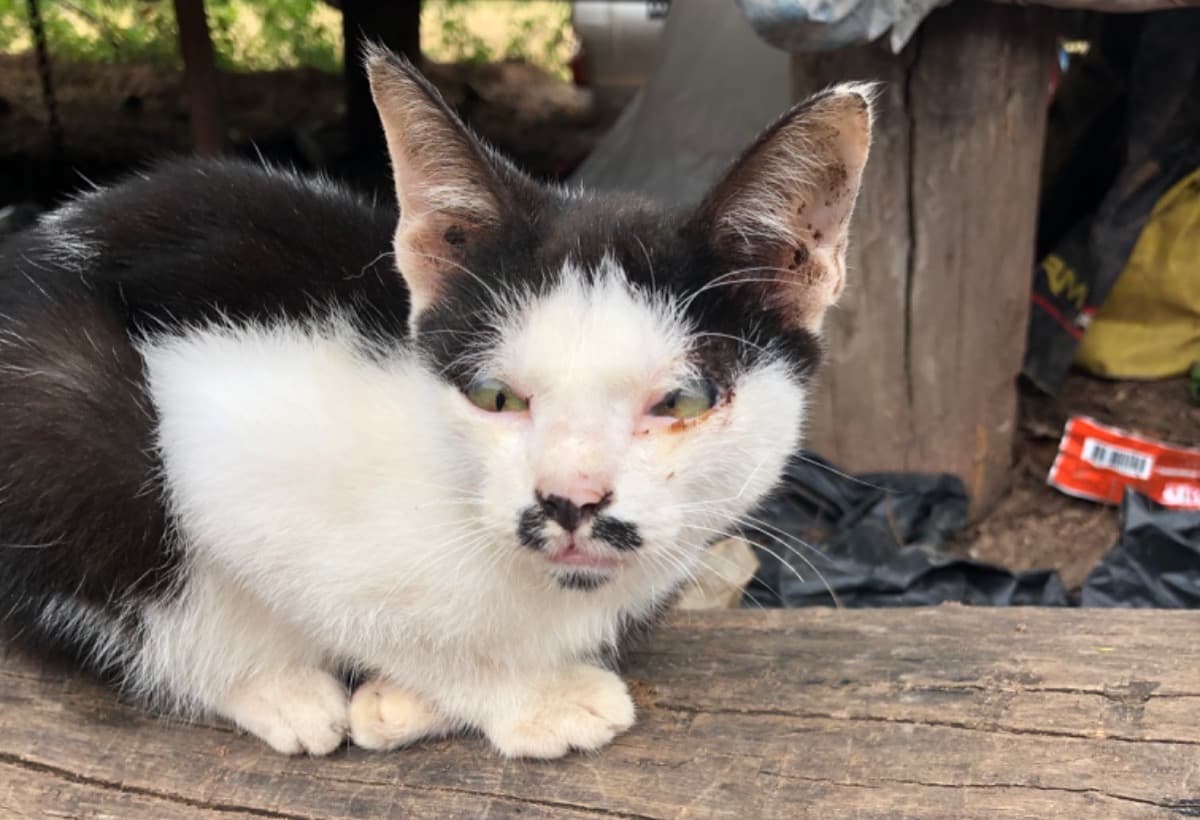 LastChanceAnimalRescue