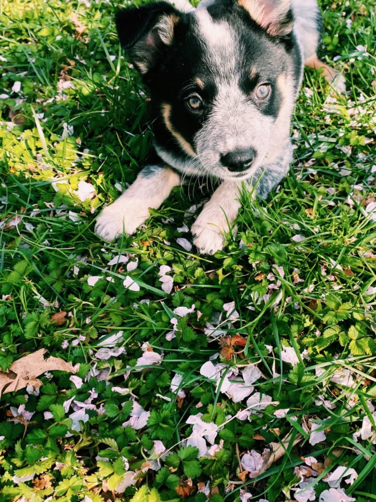 Toby