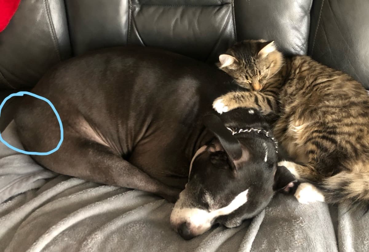 SurgeryForMyRescuePooch