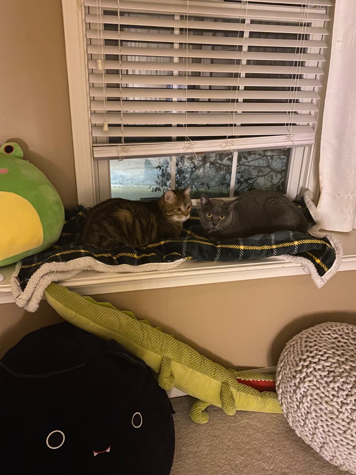 ToFeedAndHouseDukeAndSmokey