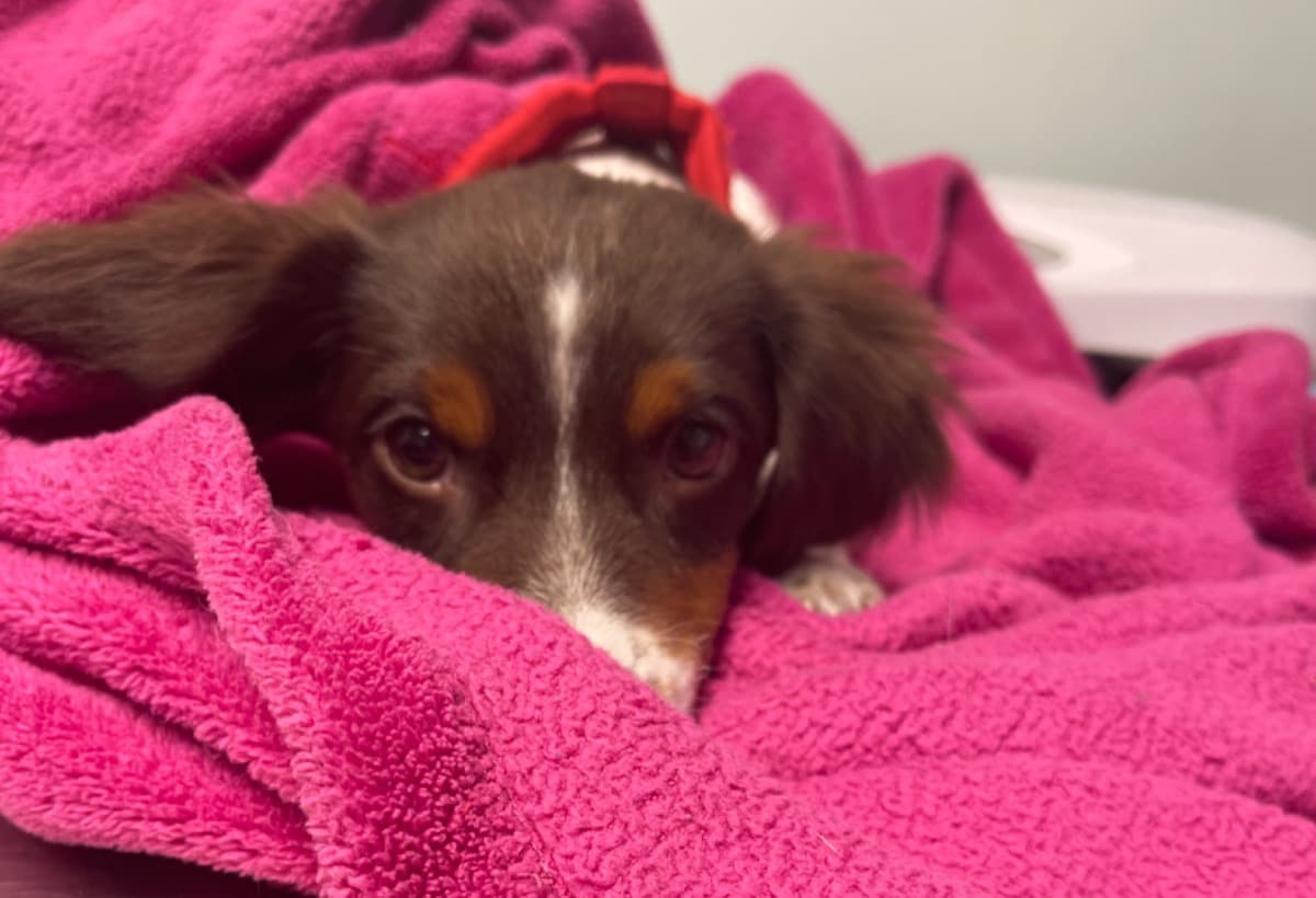 ForTeddysParvoTreatment