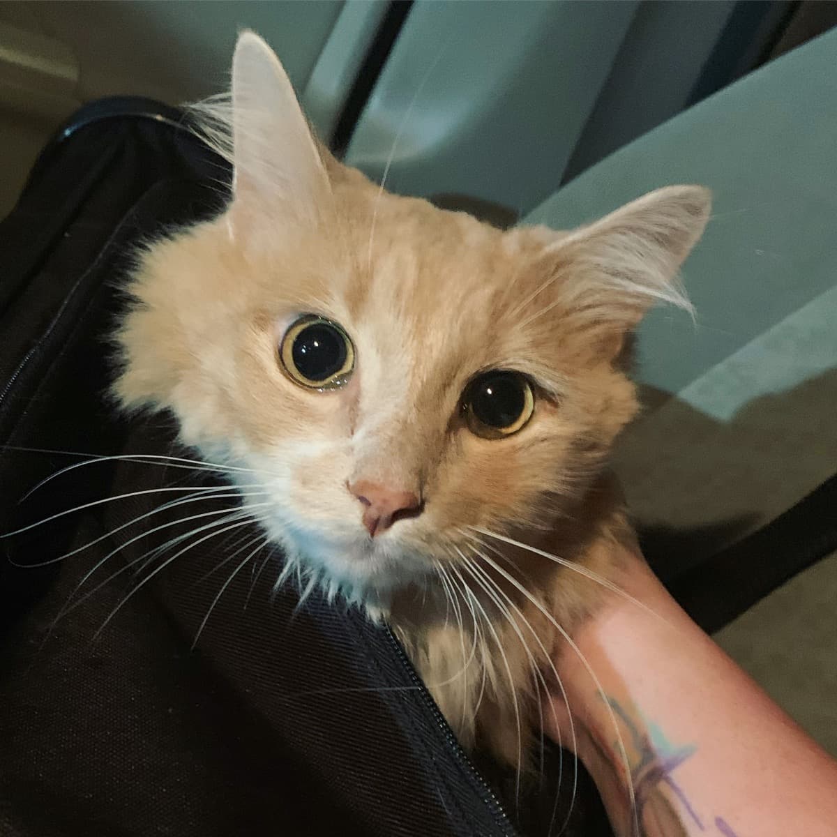HelpOurJerryGetSurgery