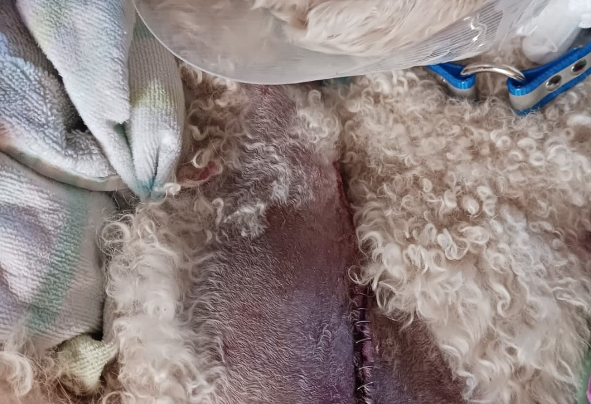 HelpAuggieAndPreciousHeal