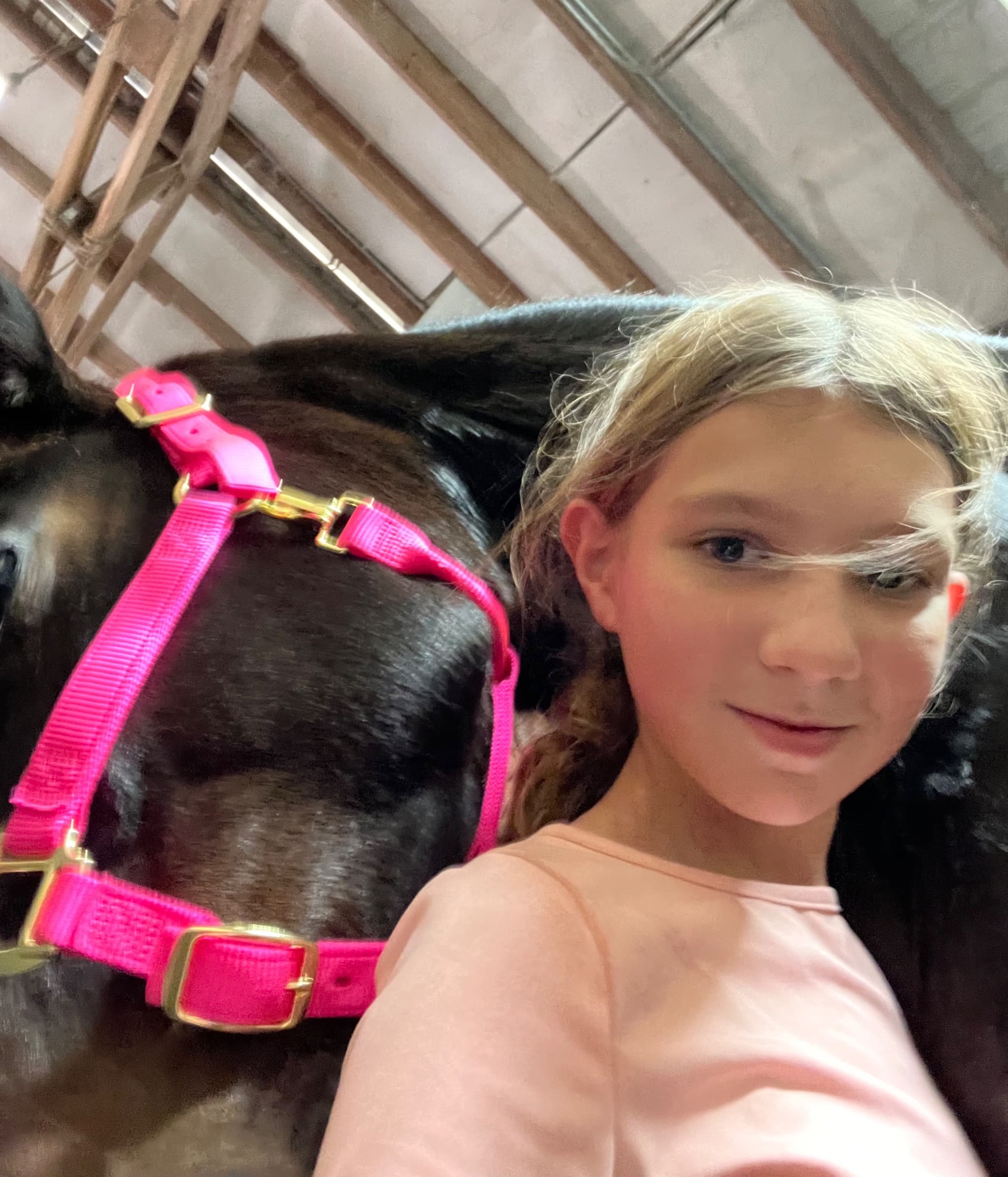 LilleeHorseShows