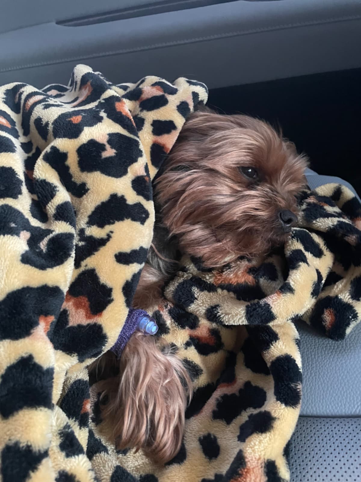 ICUVetForChewy
