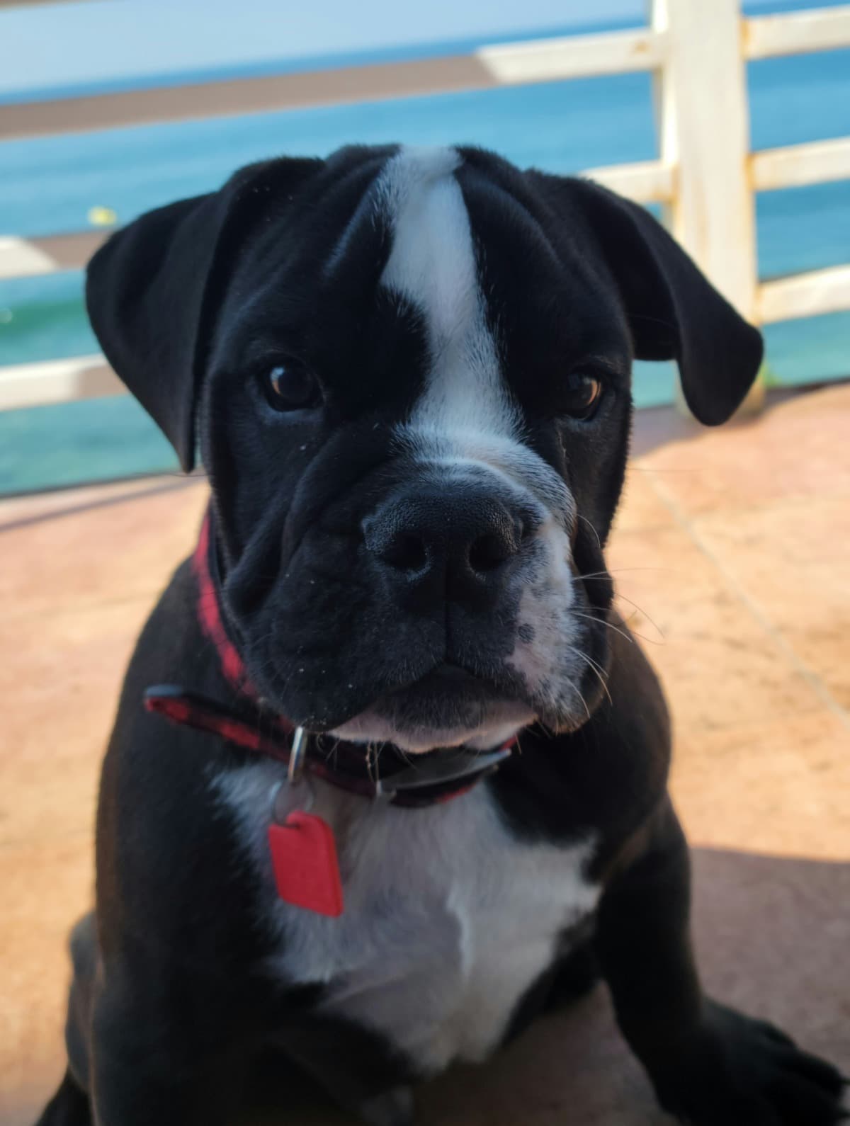SpecialSurgeryFor5moOldPuppy