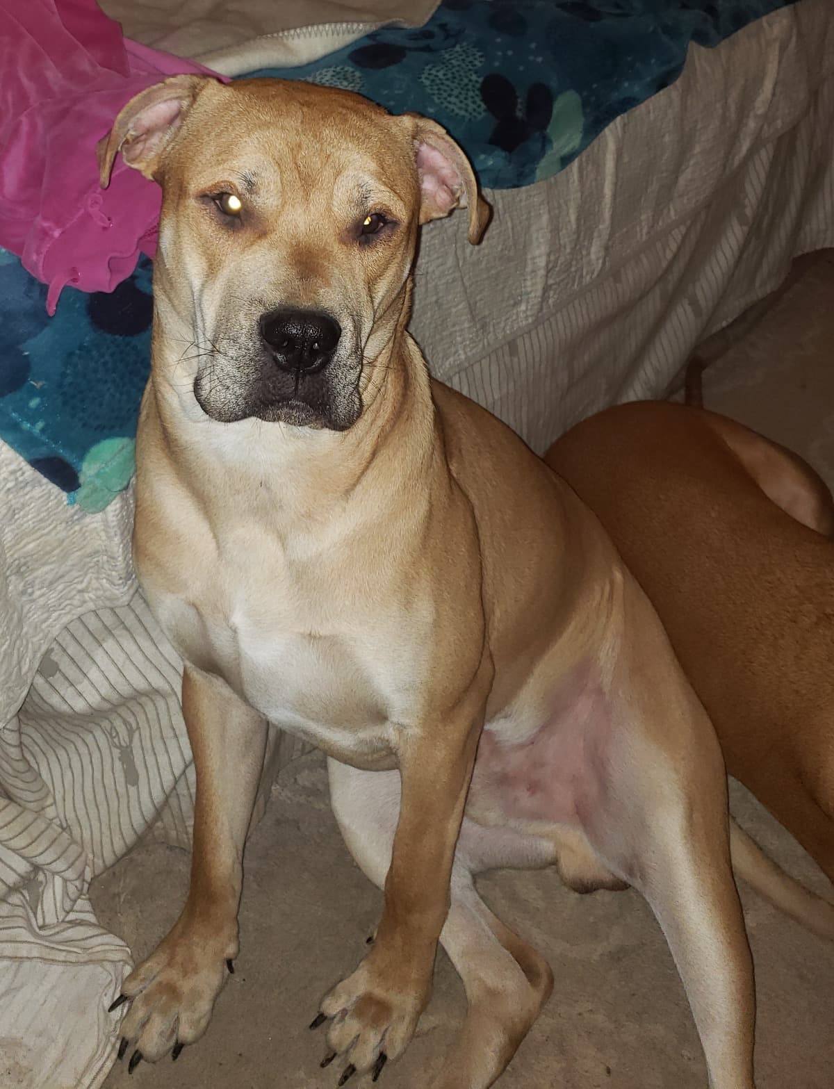 RufusTheSweetBoy