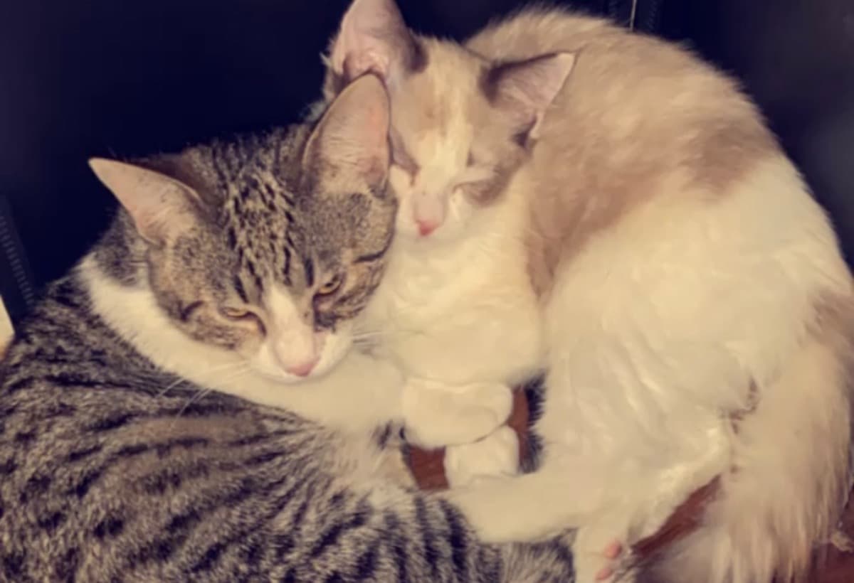 CareForKittenMillRescues