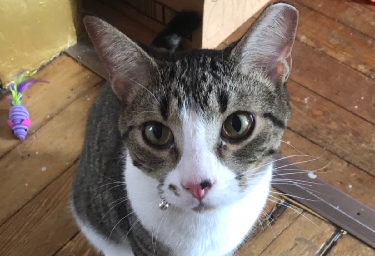 RomansEmergencySurgery