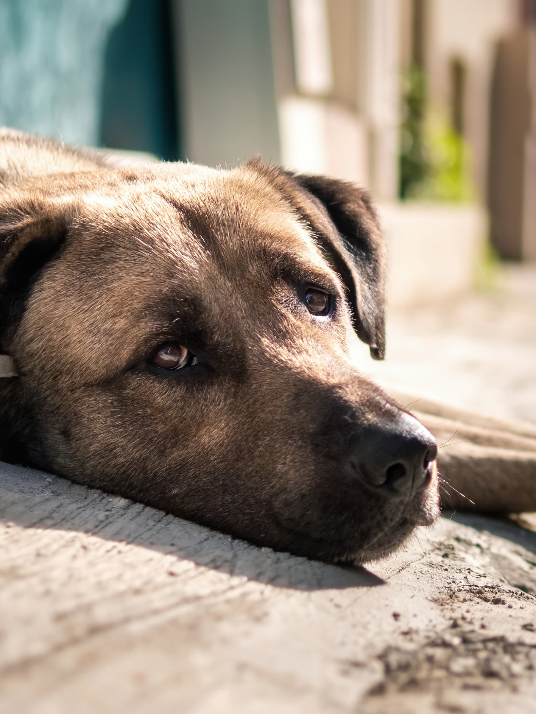 DonationForHomelessAnimal
