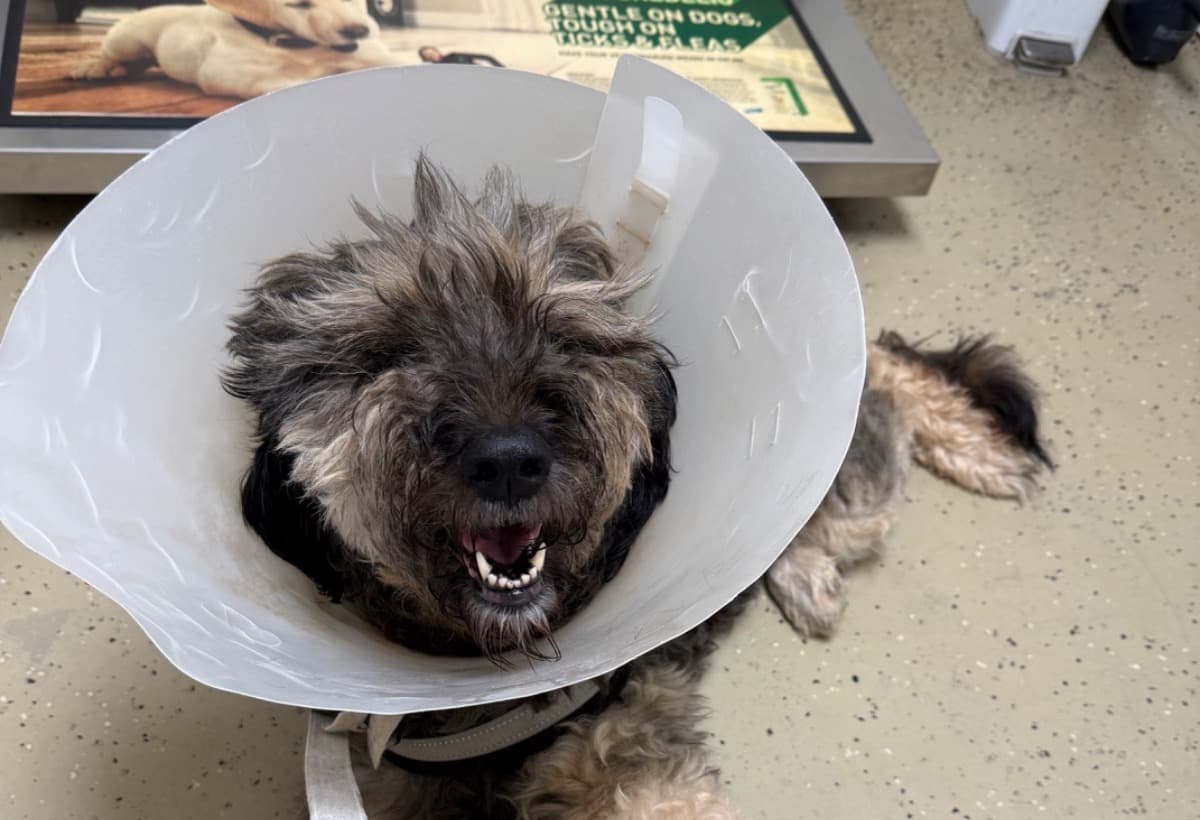 MollysTumorOperation