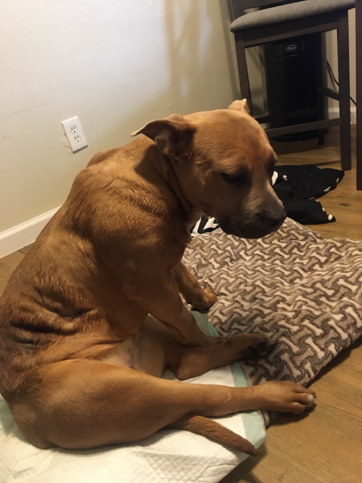 PuppyHasFracturedLeg