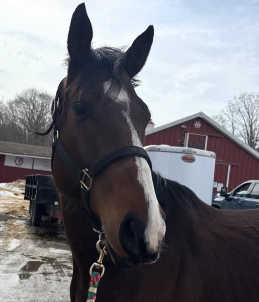 To Buy A Horse