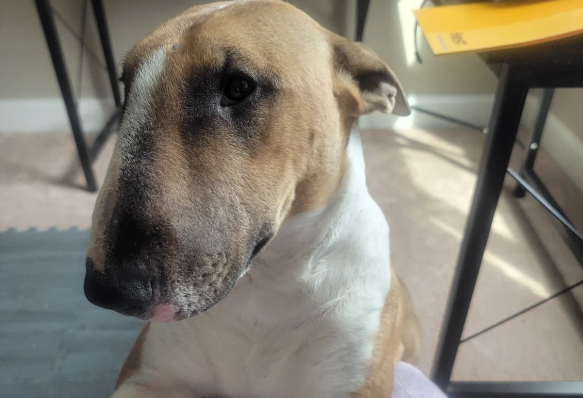 DuchessNeedsDialysis